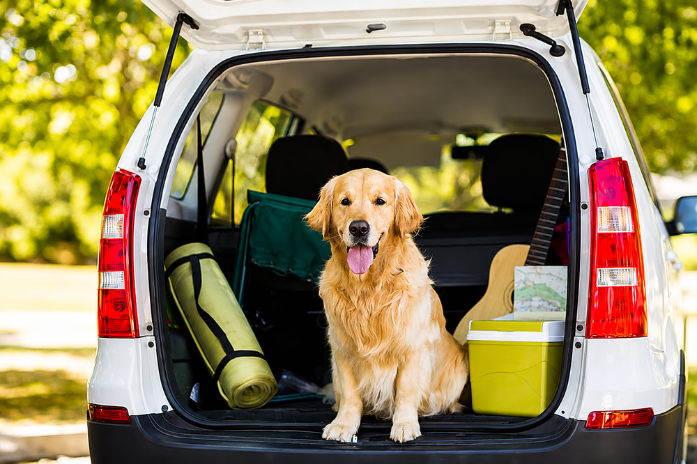 Pet Travel & Outdoor